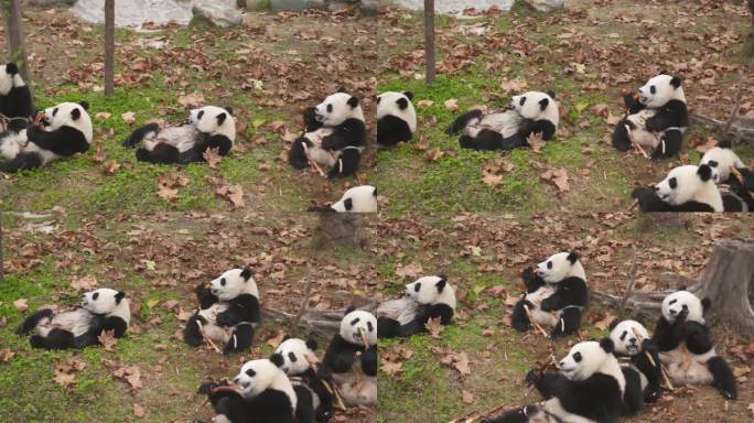 小熊猫集体吃东西
