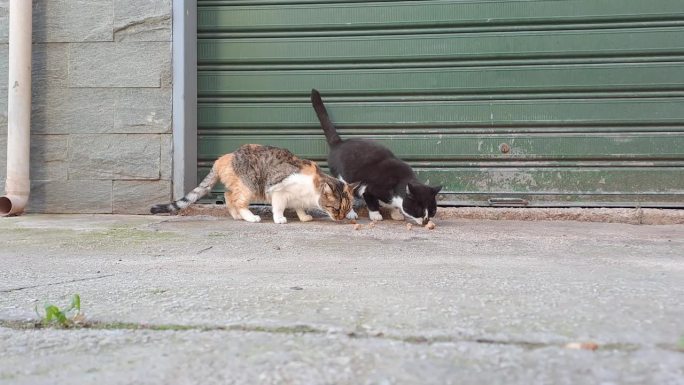 一位妇女用罐头肉照顾两只猫。保护动物的概念。动物保健