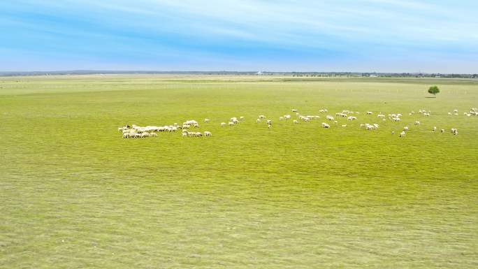 草原风光草原的牛群羊群