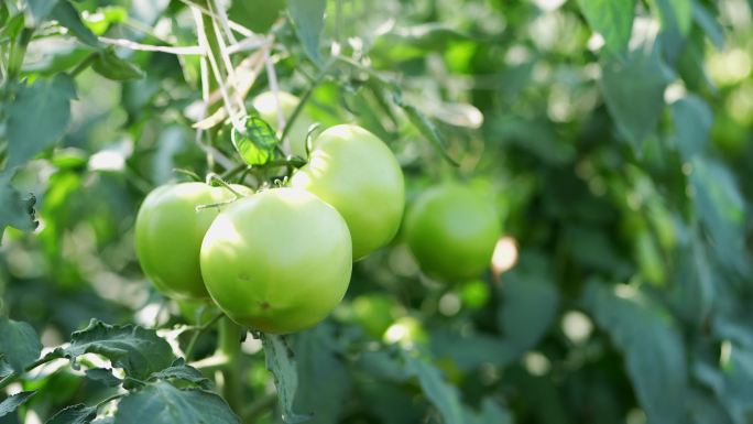 4K实拍农科院种植基地未成熟的绿色番茄。