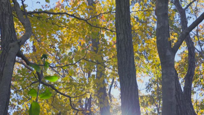 山上长满了树叶缝太阳光普照绿色秋天氧吧树