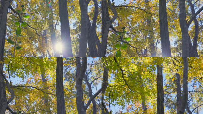 山上长满了树叶缝太阳光普照绿色秋天氧吧树