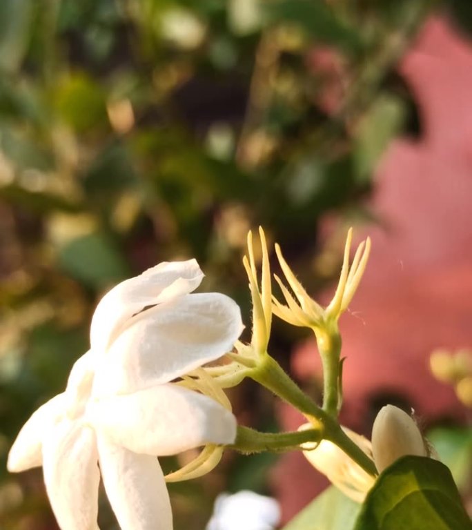 白色的茉莉花