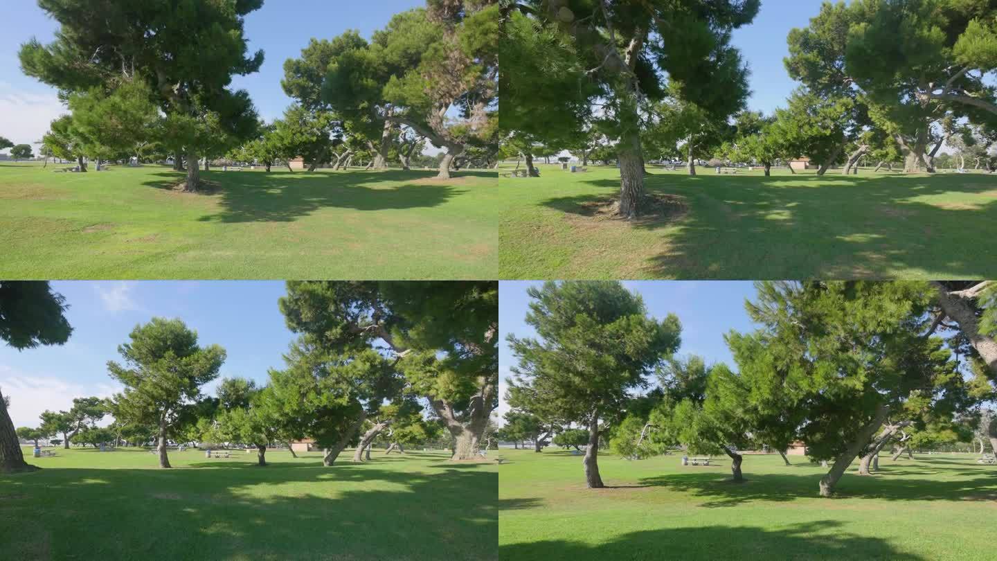 多利在一个宁静的公园里拍摄了4k的葱郁树木