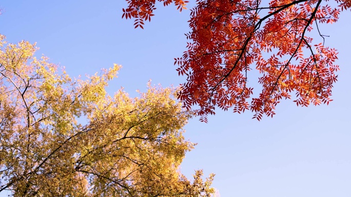 仰拍秋天美丽的红叶黄连木