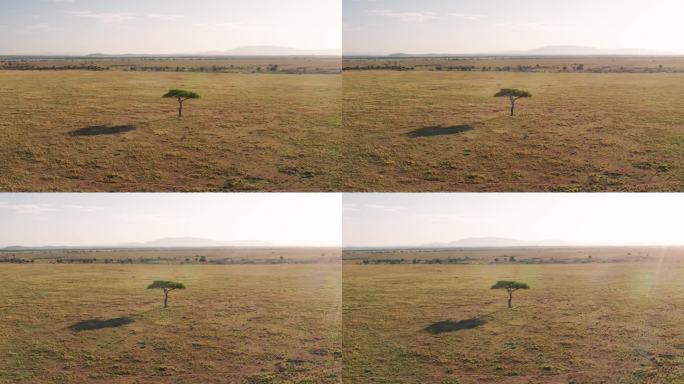 空中无人机拍摄的马赛马拉非洲稀树草原，金合欢树，平原和草原，肯尼亚从上面，低镜头飞越马赛马拉国家保护
