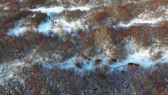 4K航拍草原牛群穿越雪中沙棘林踏雪回家