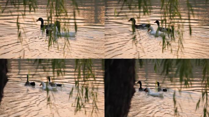 鸭子在湖水中游泳4K水鸭
