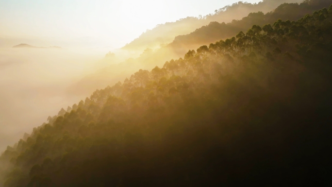 景迈山茶山日出航拍