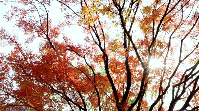 阳光穿过秋天的黄连木红叶唯美梦幻