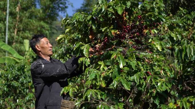 农民农户摘咖啡豆