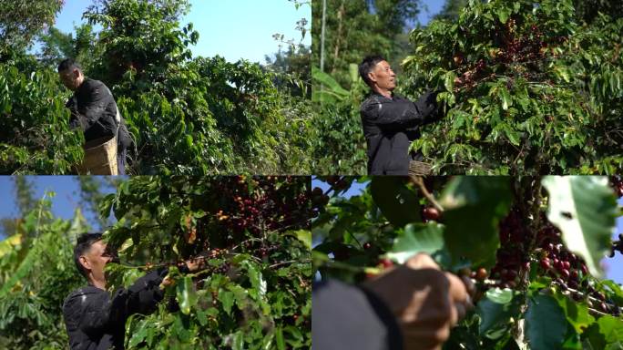 农民农户摘咖啡豆