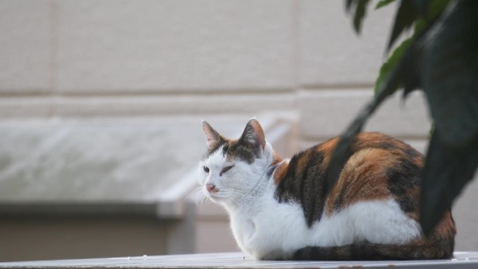 一只在户外放松的印花猫