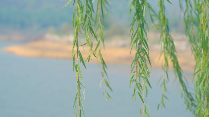 花 柳条 橘子 蔬菜 特写