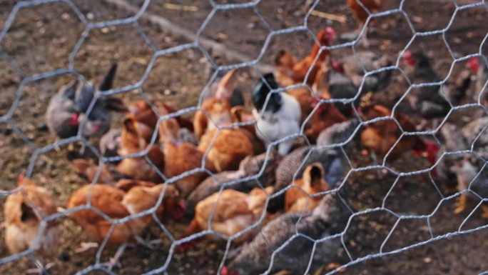 在自由放养的鸡蛋生产农场，一群鸡和母鸡正在吃地上的谷物