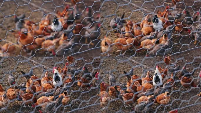 在自由放养的鸡蛋生产农场，一群鸡和母鸡正在吃地上的谷物