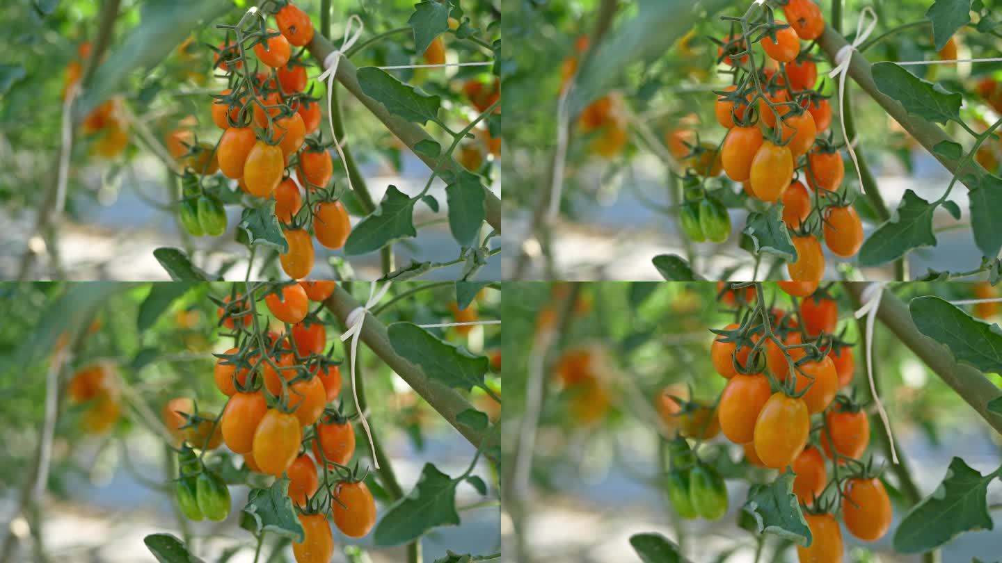 4K实拍，农科院种植基地即将采摘的小番茄