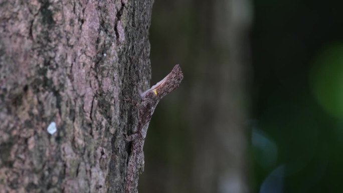 泰国斑点飞龙(斑点飞龙)，当它抬头看背景中移动的树时，它的头稍微动了一下，眼睛就伸出来了