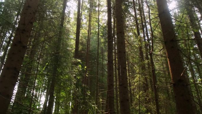 神奇的雾蒙蒙的森林在初夏雾蒙蒙的早晨，在日出多利拍摄