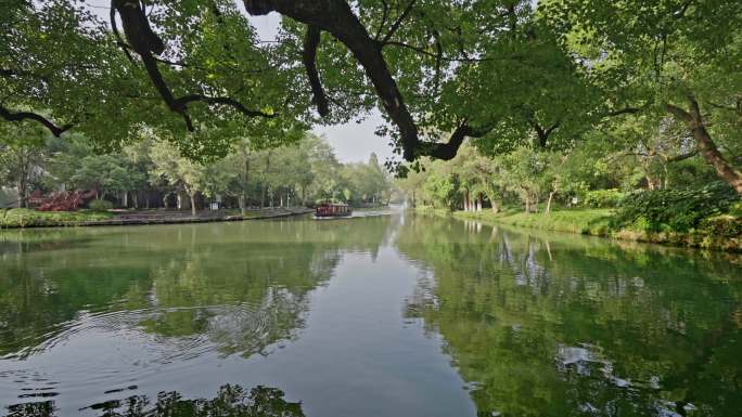 河边大树 游船