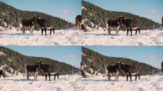 站在白云石森林山对面白雪覆盖的土地上的驴
