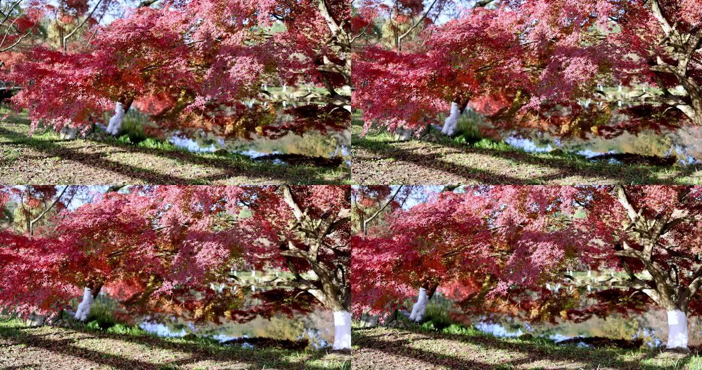 秋天火红的枫树枫叶