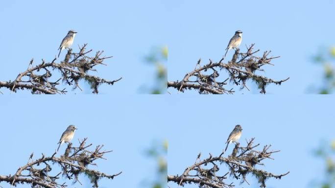 在库萨莫附近的北部森林里，色彩斑斓的雄性红腹蓝尾鹦鹉在一棵云杉顶上唱歌