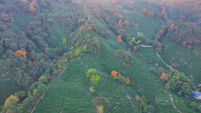 唯美杭州西湖龙井茶文化景区航拍茶园地茶叶