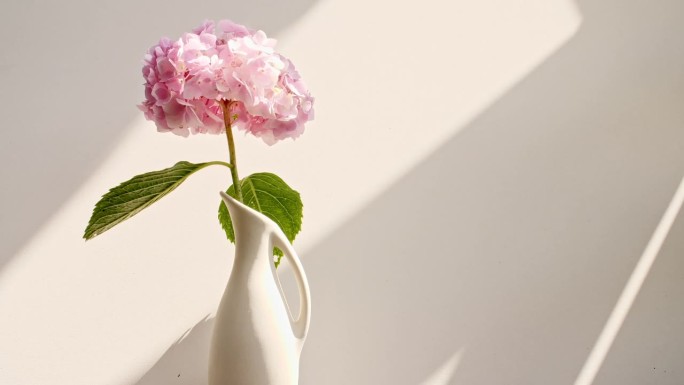 粉色绣球插在花瓶里，光影交织。风从房间里开着的窗户吹进来。透明柔和的光影在墙上。文本空间。产品展示，