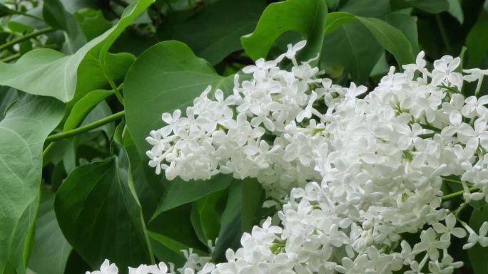 花园里的白色丁香花。