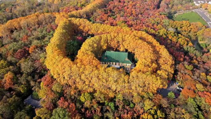 南京钟山美龄宫秋季五彩斑斓美景视频