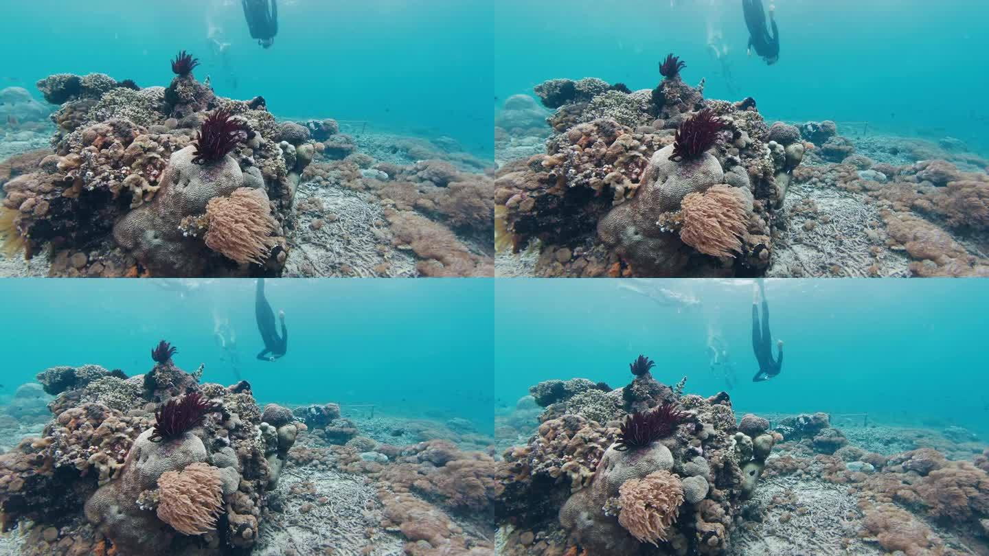 热带海域的珊瑚礁和软珊瑚。印尼巴厘岛