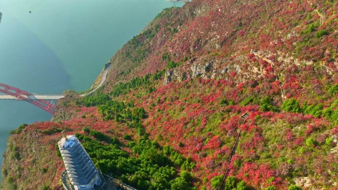 三峡红叶