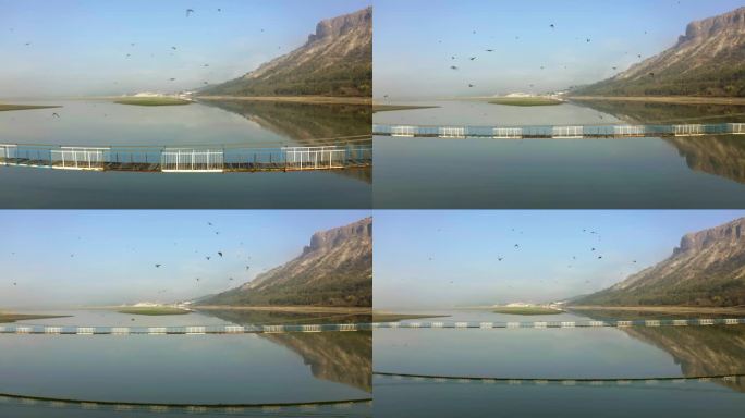 空中向后拍摄的许多鸟在学生克拉德涅茨水库与桥在晴朗的一天在保加利亚