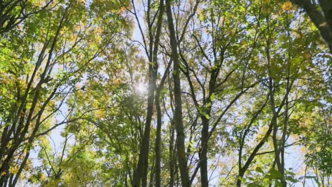 森林里的树有美丽的阳光