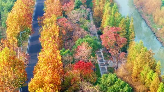 深秋的景色五彩斑斓，城市的道路处处是美景
