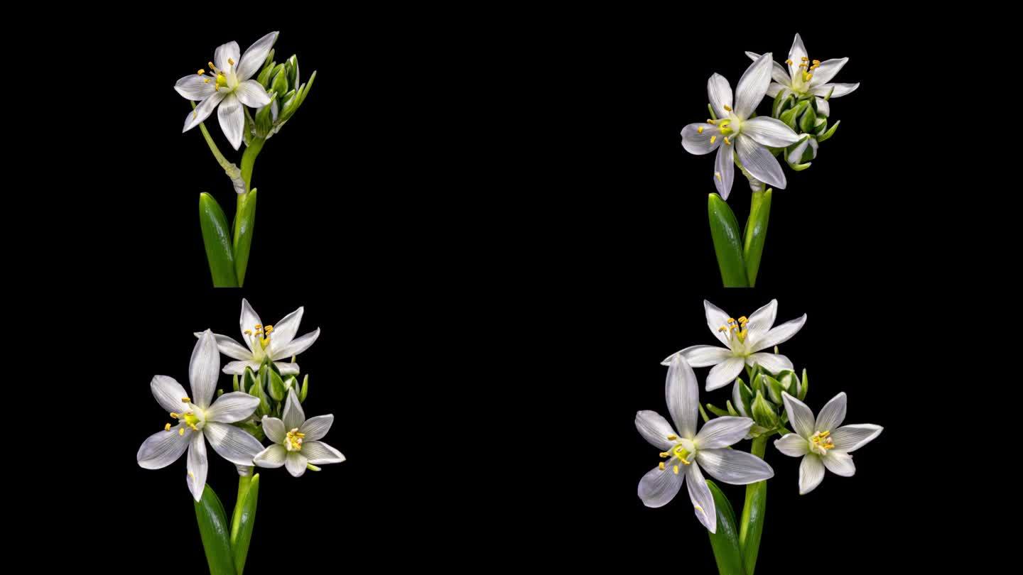 盛开的美丽报春花，白色的鸟花，雪花莲花在特写，孤立在黑色的背景。