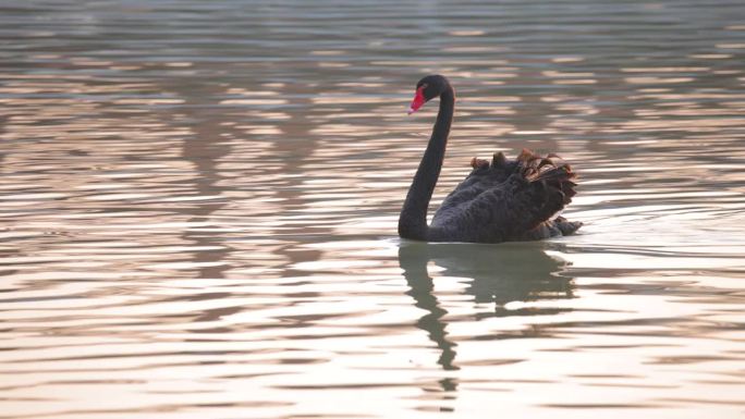 黑天鹅在湖里游泳黑天鹅湖水湖泊野生动物