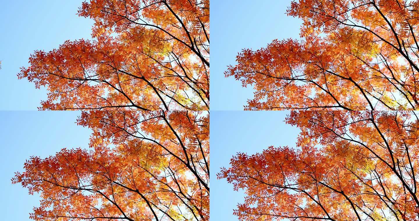 仰拍秋天美丽的红叶黄连木
