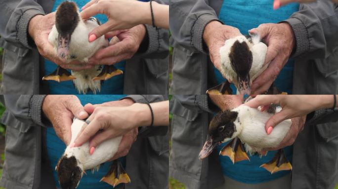 在农场养鸟的农民手里，一只家鸭的特写镜头。小鸭子被一个女人的手抚摸