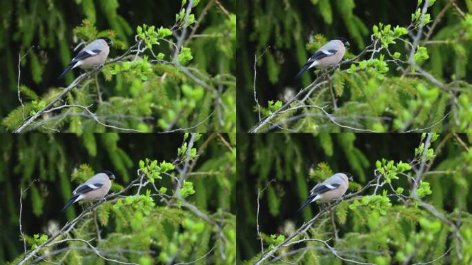 在欧洲的爱沙尼亚花园中，雌性欧亚红腹灰雀栖息在新鲜的树叶中间，雄性红腹灰雀正在离开
