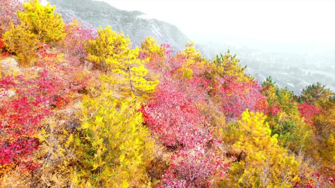 航拍 秋天 红叶 枫叶 北京玉渡山