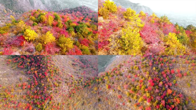 航拍 秋天 红叶 枫叶 北京玉渡山