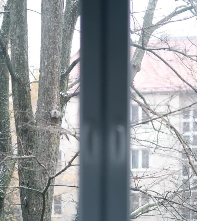 雪花，树木，窗外景色