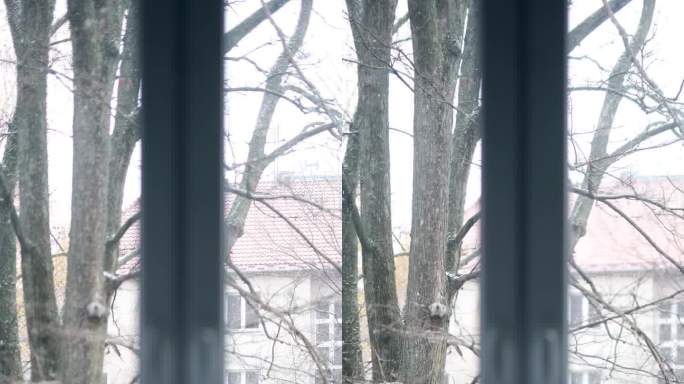 雪花，树木，窗外景色