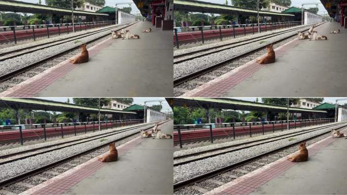 印度班加罗尔，狗狗们在空荡荡的火车站台上休息