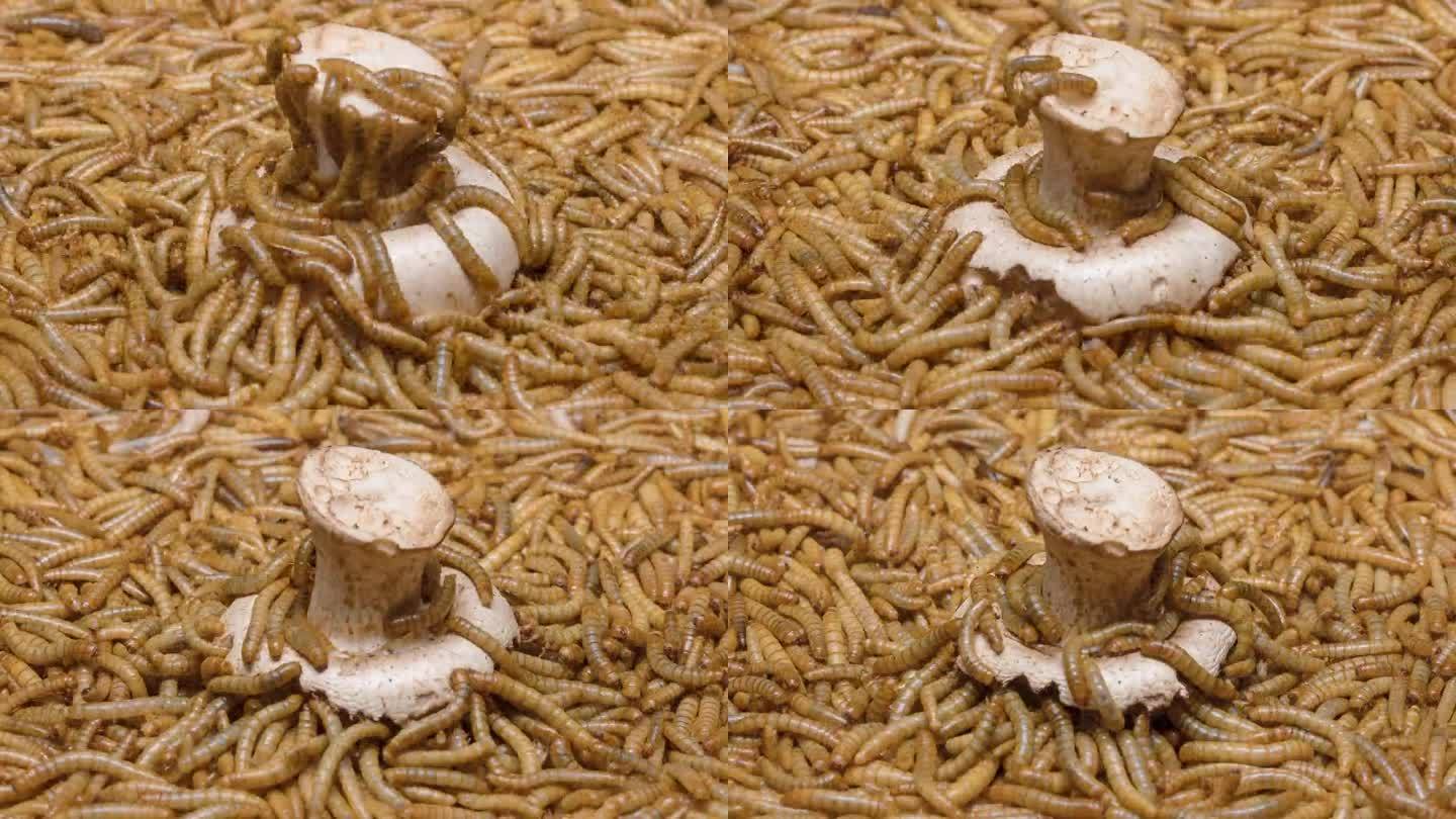 粉虫吃蘑菇的4K延时镜头