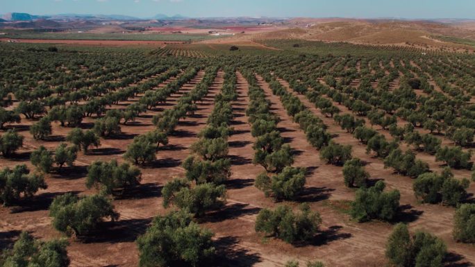 无人机拍摄的农业，橄榄树农场