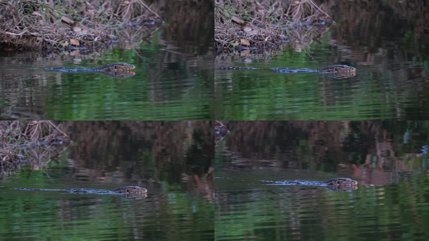 亚洲水监测Varanus salvator，泰国，人们看到它游到溪流中间，意图捕捉猎物