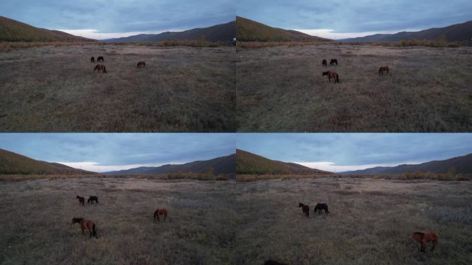 航拍内蒙古阿尔山秋天清晨草原上的马匹